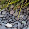 Beach pebbles Schwarz 16/25 Garten