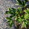 Alpine pebbles garden