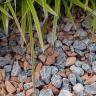 Baltic blend pebbles 16/25mm garden