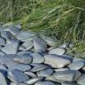 Flat pebbles green garden