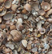 North Sea shells washed 