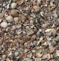 Coquilles de la mer du Nord